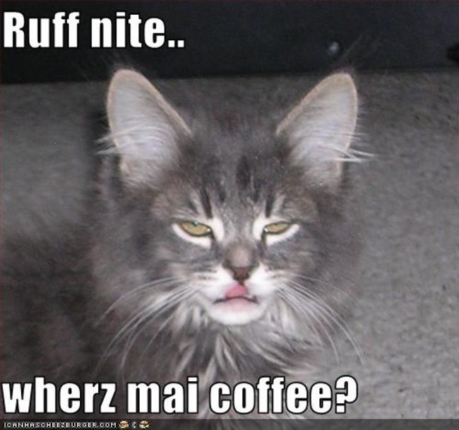 Poze Poze_MH - cat coffee
