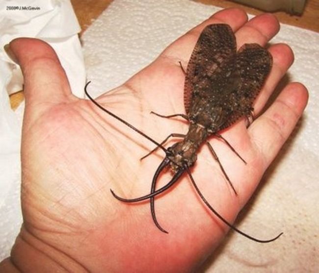 Insecte Puternice Si Periculoase Insecte Puternice Si Periculoase 1618833