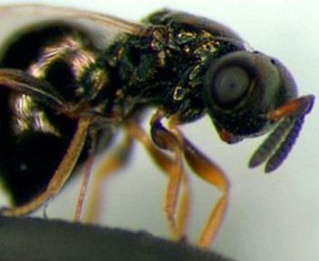 Insecte Puternice Si Periculoase Insecte Puternice Si Periculoase 1618841