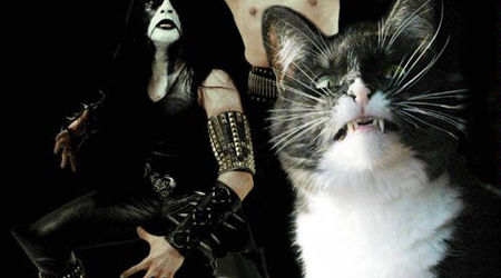 Pisicile se uita la concerte cu Slayer (video)