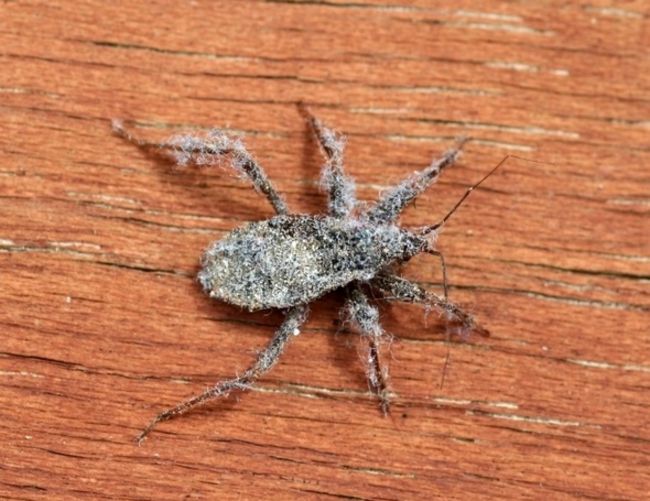 Poze Insecte puternice si periculoase - Insecte puternice si periculoase