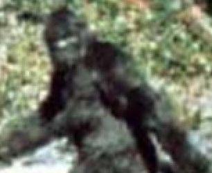 Bigfoot a fost filmat in sud-estul Americii (video)