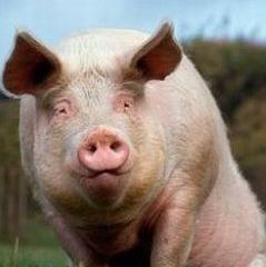 Primul animal modificat genetic sa nu miroasa urat este porcul